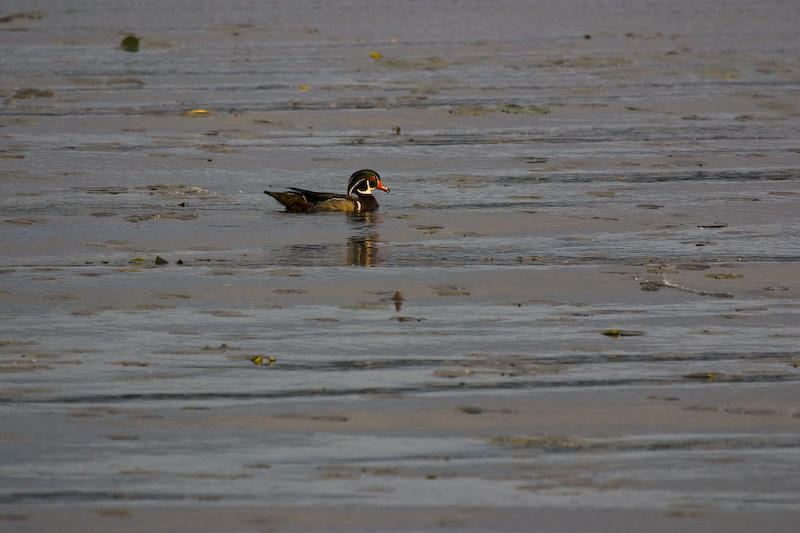 Wood Duck